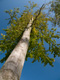 Baum mit Herbstkleid