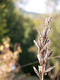 Blick auf Waldgräser