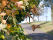 Herbstlicher Wanderweg Richtung Norden