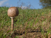 ein Pilz am Wegrand