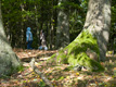 Wandern im Harzwald